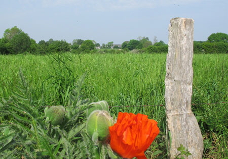 Blick-ber-die-Wiesen